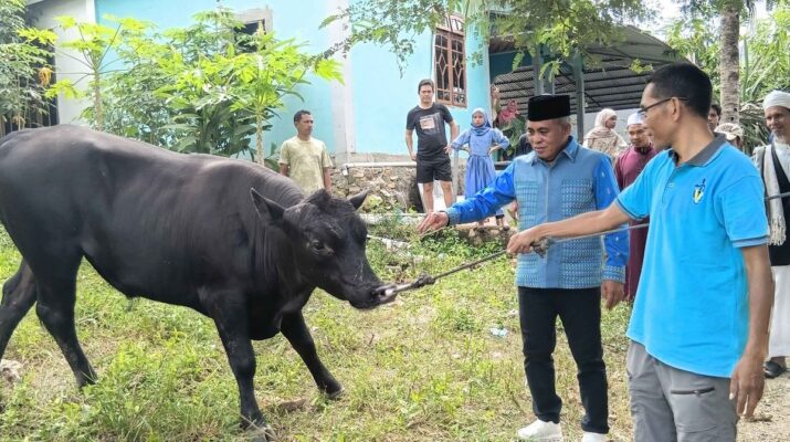 Bupati Manggarai Barat Nyaris Terseret Sapi Kurban Presiden Prabowo Subianto seberat 753 Kilogram